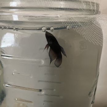 Petco - My fish, Seasea. She is about four months old. By far the best 4 bucks I've ever spent. She's worth every penny! - Pet Training Near Me - Oklahoma City, Oklahoma Petco - My fish, Seasea. She is about four months old. By far the best 4 bucks I've ever spent. She's worth every penny! - Pet Training Near Me - Oklahoma City, Oklahoma