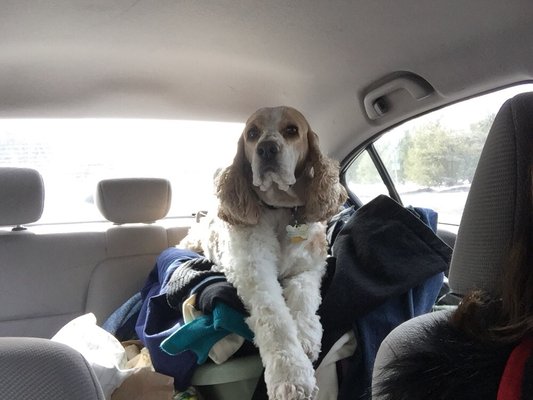 Hair Of The Dog Wash and Groom by null