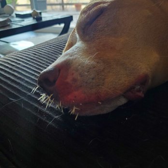 Columbia Veterinary Hospital - Bella with a mouth full of porcupine quills - Veterinarians Near Me - The Dalles, Oregon Columbia Veterinary Hospital - Bella with a mouth full of porcupine quills - Veterinarians Near Me - The Dalles, Oregon
