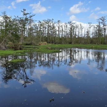 Jean Lafitte Swamp Tour - Boat Tours Near Me - Marrero, Louisiana