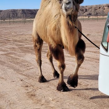 Camel Safari - Norman - Zoos Near Me - Bunkerville, Nevada