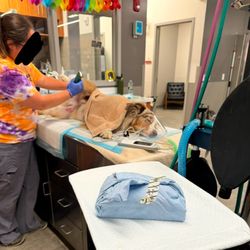 Country Dogs - Boon sedated and being shaved.