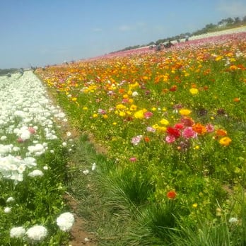 The Flower Fields - Venues & Event Spaces Near Me - Carlsbad, California The Flower Fields - Venues & Event Spaces Near Me - Carlsbad, California
