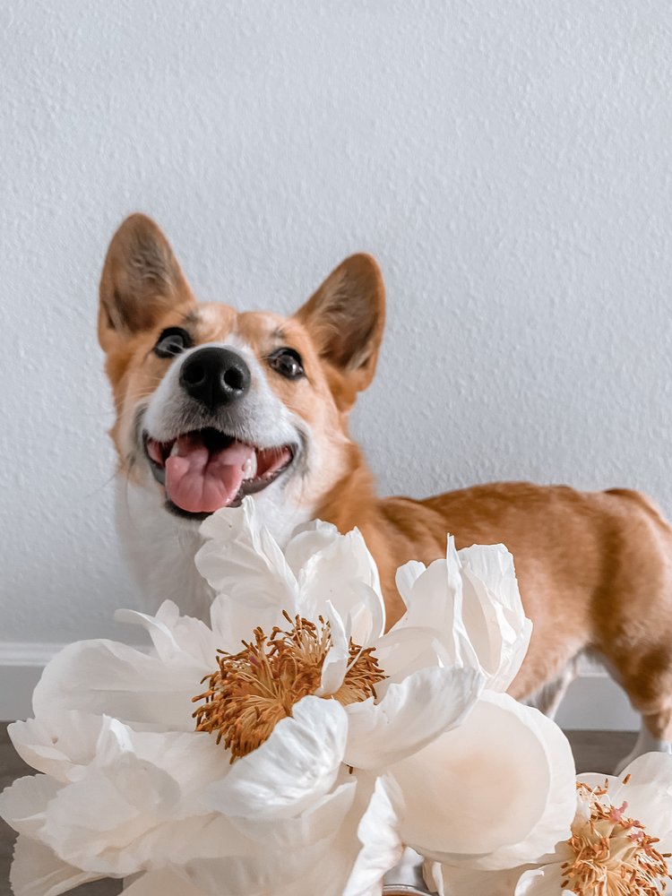 WHOLESALE FLOWERS 428 Reviews & 483 Photos 5305 Metro St, San Diego