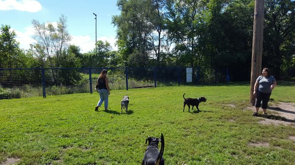 Detroit Dog Park by null