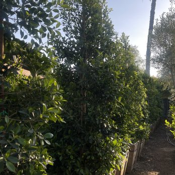Coco's Nursery - Nurseries & Gardening Near Me - Norco , California