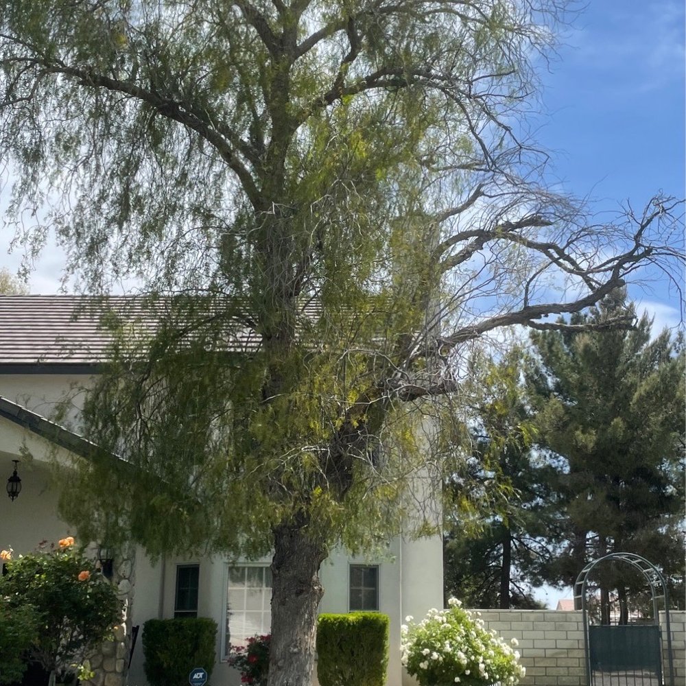 A Cut Above Tree Service - 40+ foot tall tree which had dead sections removed and the rest trimmed up. - Tree Services Near Me - Las Vegas, Nevada A Cut Above Tree Service - 40+ foot tall tree which had dead sections removed and the rest trimmed up. - Tree Services Near Me - Las Vegas, Nevada