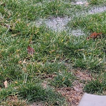 Hardscape Cowboy - Standing water where he did dirt work to "fix" drainage issue but made it worse - Landscape Architects or Designers Near Me Hardscape Cowboy - Standing water where he did dirt work to "fix" drainage issue but made it worse - Landscape Architects or Designers Near Me