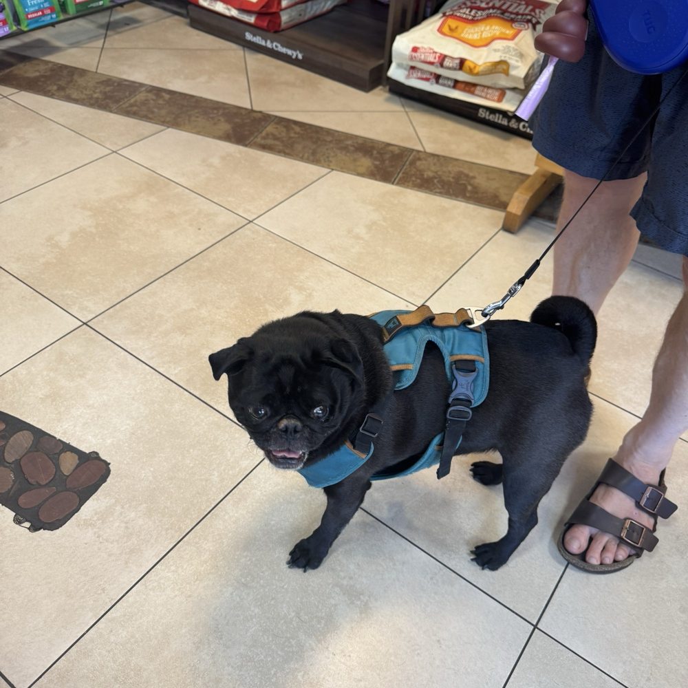 City Dog - Kobe waiting to get his nails trimmed. - Pet Stores Near Me - San Diego, California