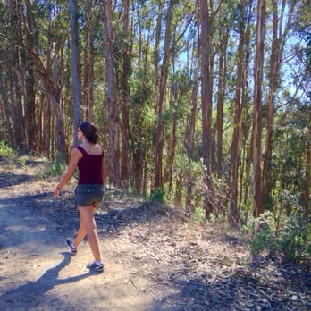 Seaview Trail At Inspiration Point - Stands of eucalyptus, pine, oak and ridges, meadows and scrub - Hiking Near Me - Berkeley, California Seaview Trail At Inspiration Point - Stands of eucalyptus, pine, oak and ridges, meadows and scrub - Hiking Near Me - Berkeley, California