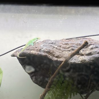 Tansy - Little shop lizard - Home Decor Near Me - Burbank, California