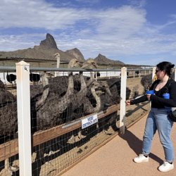 Rooster Cogburn Ostrich Farm