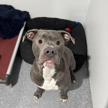 DOG DAYZE- DOGGIE DAYCARE & BOARDING - Updated February 2026 - 45