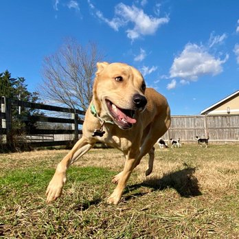 Dog's Day - Pet Sitting Near Me - Gaithersburg, Maryland