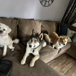 Happy Dogs Happy Owners Pet Services - Affordable small dog boarding in West Covina -- crate-free, homestyle care
