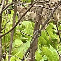 Shu Swamp Preserve - Charles T Church Nature Preserve