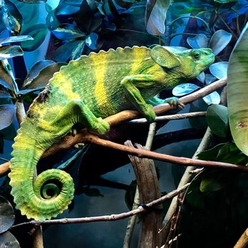 Denver Zoo - COOL CAMELEON - Zoos Near Me - Denver, Colorado Denver Zoo - COOL CAMELEON - Zoos Near Me - Denver, Colorado