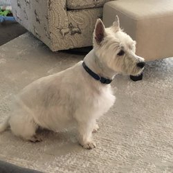 Woofie's of Leland - Our Westie was groomed by Woofie's.