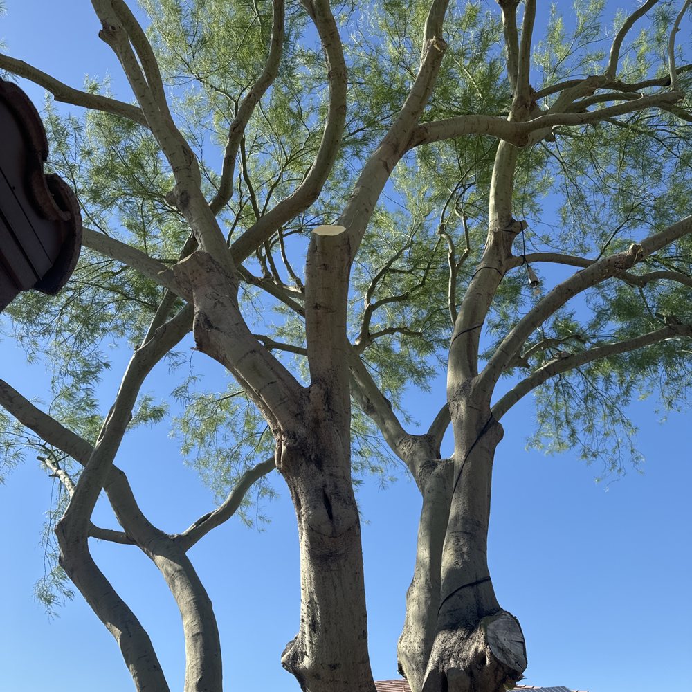 Roy's Trees - Tree Services Near Me Roy's Trees - Tree Services Near Me