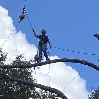 All American Tree Service & More - Let us handle your dangerous trees safely - Tree Services Near Me - Middleburg, Florida All American Tree Service & More - Let us handle your dangerous trees safely - Tree Services Near Me - Middleburg, Florida