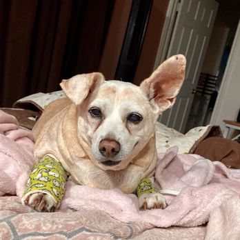 TENDER PAWS ANIMAL HOSPITAL - Updated January 2025 - 26 Reviews 