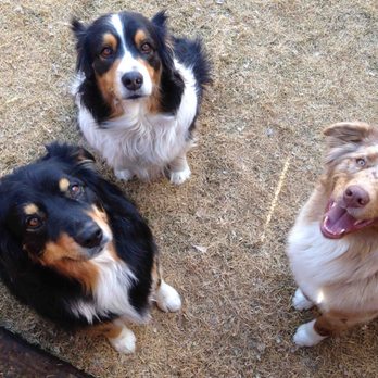 Dog Tired - Dorothy, Charlie and the ever sweet Nellie! - Pet Sitting Near Me