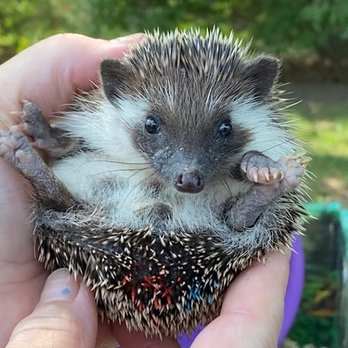 Otsego Hedgehogs - Pet Breeders Near Me - Hanover, Minnesota Otsego Hedgehogs - Pet Breeders Near Me - Hanover, Minnesota