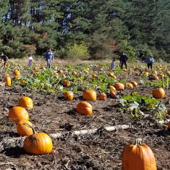 Bushue's Family Farm - Pumpkin Patch you go to on the hayride - Farmers Market Near Me - Boring, Oregon Bushue's Family Farm - Pumpkin Patch you go to on the hayride - Farmers Market Near Me - Boring, Oregon