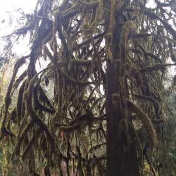 Cherry Creek Falls Trail - If you venture off the Forest Rd onto one of the less improved trails, your reward is beautiful, dense growth & mossy trees. - Hiking Near Me - Duvall, Washington