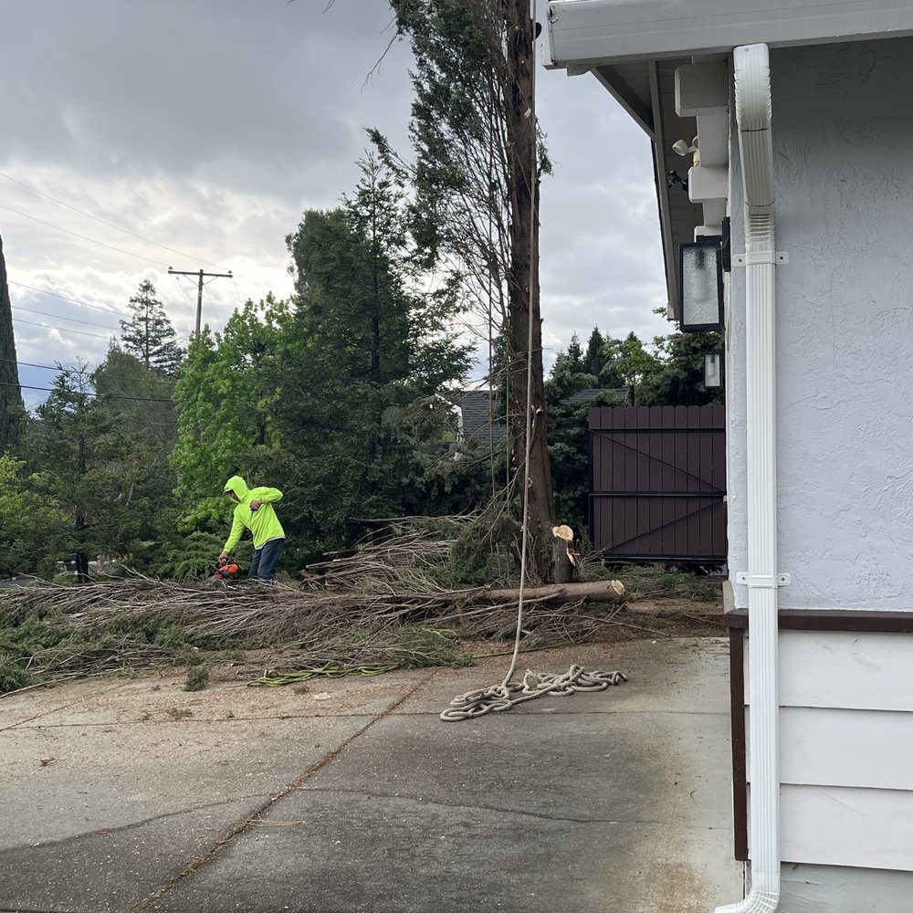 Rivas Tree Services - The process was fun to watch - Tree Services Near Me Rivas Tree Services - The process was fun to watch - Tree Services Near Me