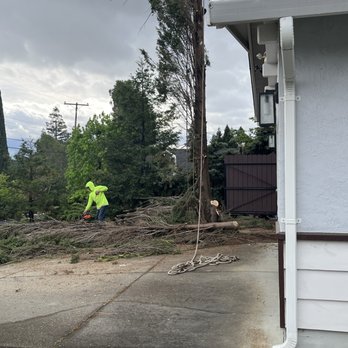 Rivas Tree Services - The process was fun to watch - Tree Services Near Me Rivas Tree Services - The process was fun to watch - Tree Services Near Me