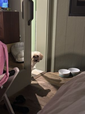 Le Petit Pali at Ocean Ave by null