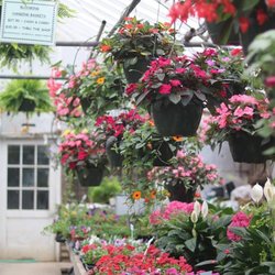 Schaffitzel's Flowers & Greenhouses
