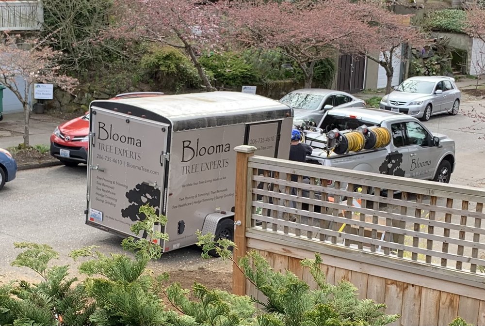 Blooma Tree Experts - tree service in Seattle, WA