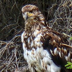 Copper River Guides - Juvenile bald eagle