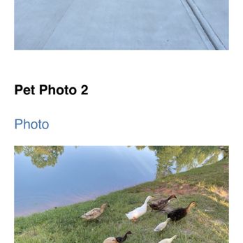 Charlotte Metro Pet Group - Daily photos from their visits - Pet Sitting Near Me - Monroe, North Carolina Charlotte Metro Pet Group - Daily photos from their visits - Pet Sitting Near Me - Monroe, North Carolina