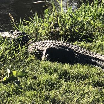 Ultimate Swamp Adventures - Tours Near Me - Westwego, Louisiana Ultimate Swamp Adventures - Tours Near Me - Westwego, Louisiana