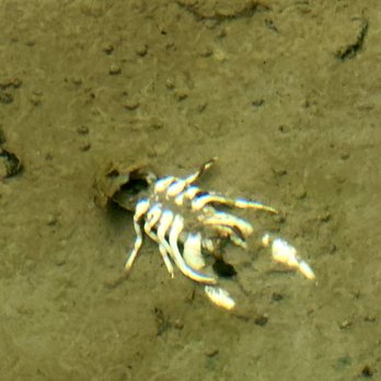 Cove Spring Park - No clue what this tiny skeleton is from. - Parks Near Me - Frankfort, Kentucky Cove Spring Park - No clue what this tiny skeleton is from. - Parks Near Me - Frankfort, Kentucky