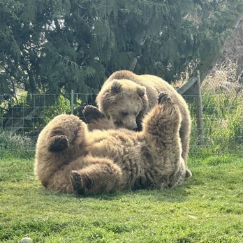 Olympic Game Farm - Play time - Zoos Near Me - Sequim, Washington Olympic Game Farm - Play time - Zoos Near Me - Sequim, Washington