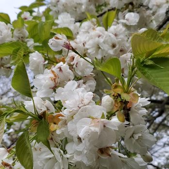 Stanley Park - Parks Near Me - Vancouver, British Columbia