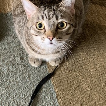 The Cat Lady - Pet Sitting Near Me The Cat Lady - Pet Sitting Near Me