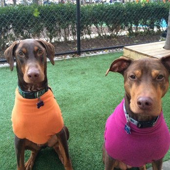 Barkin’ Dogs - Dog Walkers Near Me Barkin’ Dogs - Dog Walkers Near Me