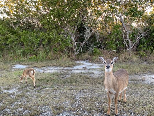 National Key Deer Refuge Nature Center by null