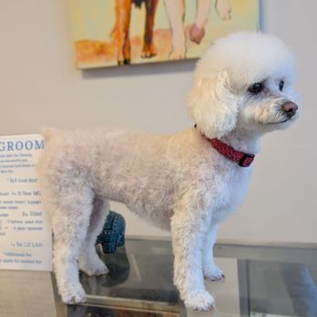 Diamond Dogs Pet Salon - Pet Groomers Near Me - Conway, South Carolina Diamond Dogs Pet Salon - Pet Groomers Near Me - Conway, South Carolina