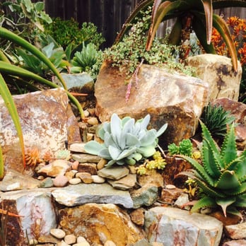 CW Design & Landscape - a succulent in a rock garden - Landscaping Near Me