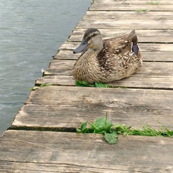 Lake Wilcox Park - Duck chilling 2 steps away from me - Parks Near Me - Richmond Hill, Ontario Lake Wilcox Park - Duck chilling 2 steps away from me - Parks Near Me - Richmond Hill, Ontario