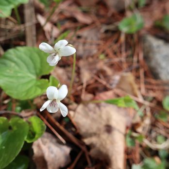 Sanders Hill Trail - White Violets Sanders Hill trail. - Hiking Near Me - Rome, Maine