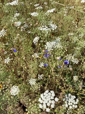 Burghley House by null