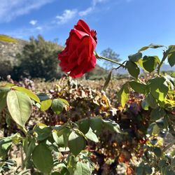 Cali-Baja Tours - Beautiful day to taste wine
