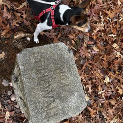 Cedar Mountain Battlefield - Historic marker